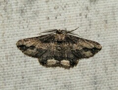 Menophra berenicidaria