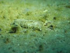 Plakobranchus ocellatus