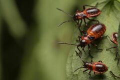 Tropidothorax leucopterus