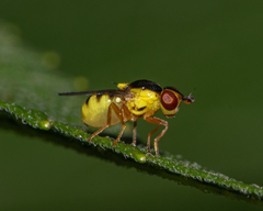 Thaumatomyia grata