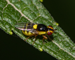 Thaumatomyia grata
