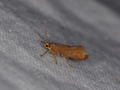 Crassa unitella