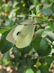 Pieris brassicae