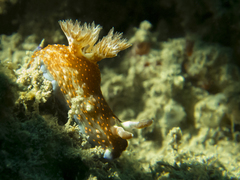 Nembrotha