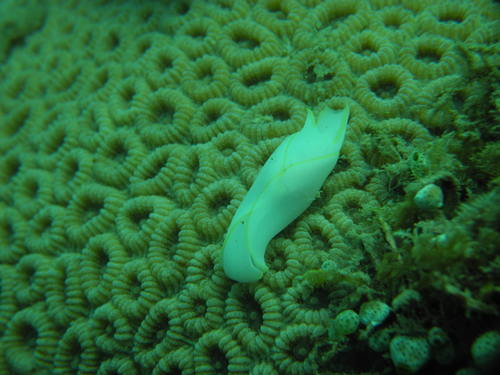 Chelidonura electra