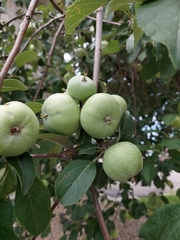 Malus
