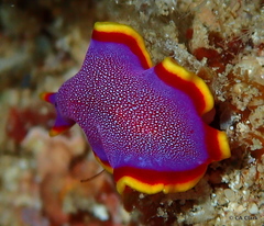 Pseudoceros ferrugineus