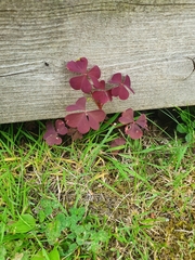 Oxalis stricta rufa