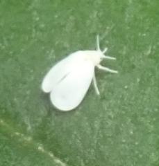 Aleyrodes proletella