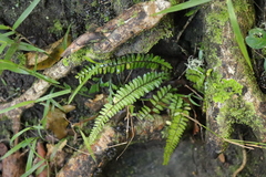 Asplenium lunulatum