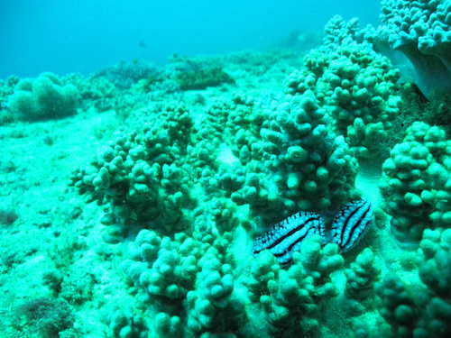 Phyllidiopsis gemmata
