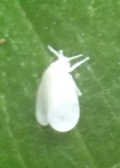 Aleyrodes proletella