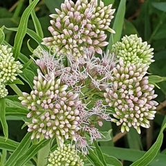 Eupatorium cannabinum