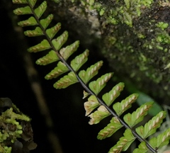 Asplenium lunulatum