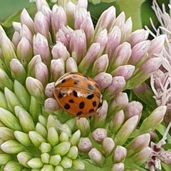 Harmonia axyridis