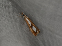Catoptria