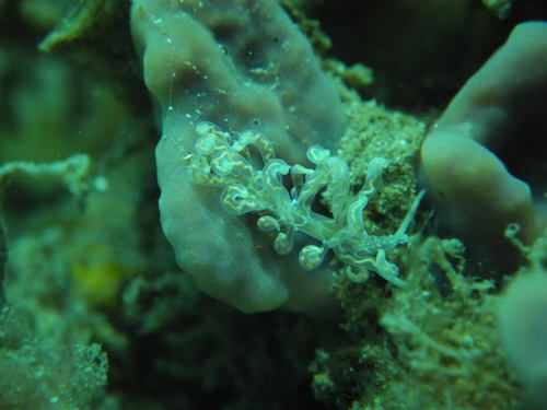 Phyllodesmium acanthorhinum