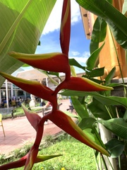 Heliconia × rauliniana