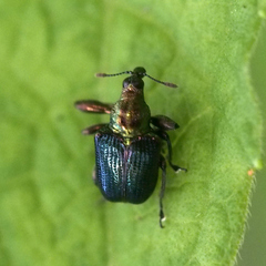 Euops splendidus