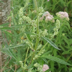 Artemisia vulgaris