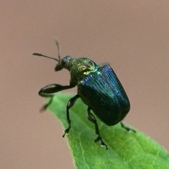 Euops splendidus