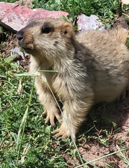 Marmota himalayana