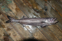 Ruvettus pretiosus