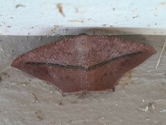 Prochoerodes onustaria