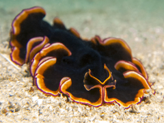 Pseudobiceros gloriosus