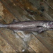 Oilfish - Photo (c) Gonzalo Mucientes Sandoval, some rights reserved (CC BY-NC-SA), uploaded by Gonzalo Mucientes Sandoval
