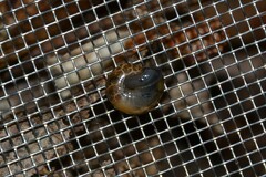 Oxychilus navarricus