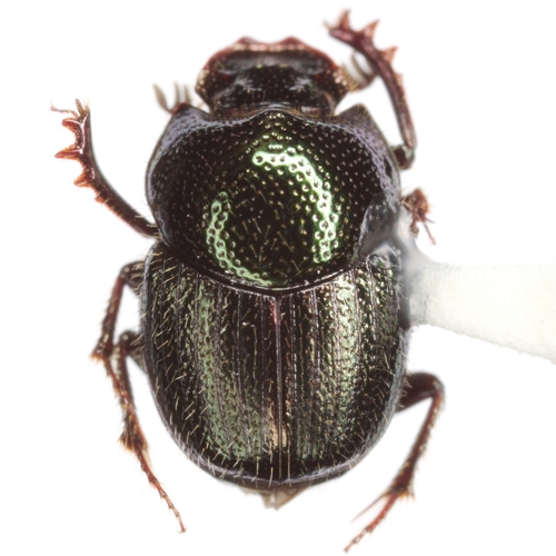 Onthophagus subaeneus · iNaturalist