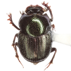 Onthophagus subaeneus