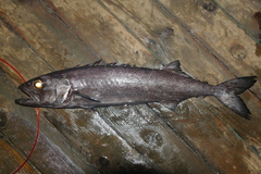 Ruvettus pretiosus