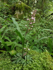 Stenoglottis