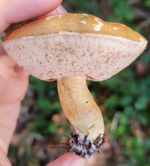 Tylopilus minor