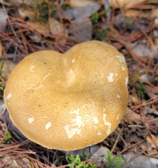 Tylopilus minor