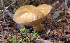 Tylopilus minor