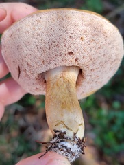 Tylopilus minor