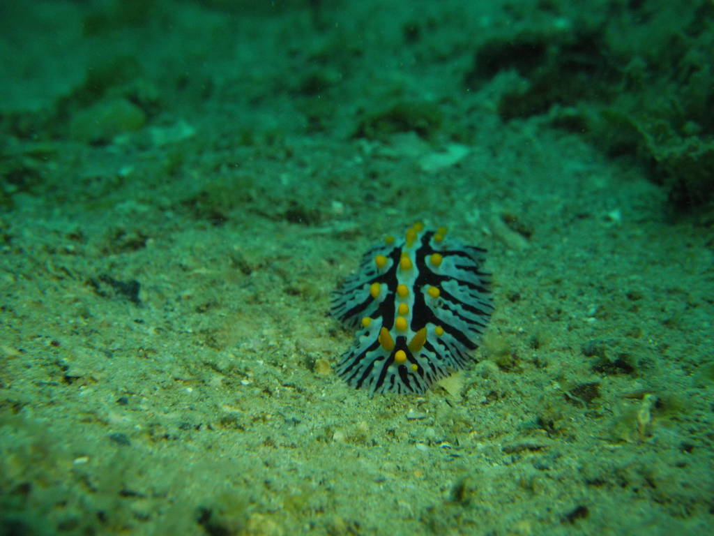 Yellow-spined Wart Slug