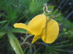 Chapmannia floridana