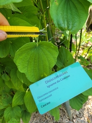 Dioscorea caucasica