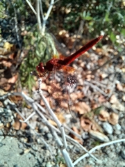 Crocothemis erythraea