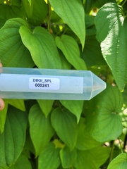 Dioscorea caucasica