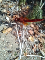 Crocothemis erythraea