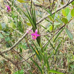 Sobralia dichotoma
