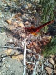 Crocothemis erythraea