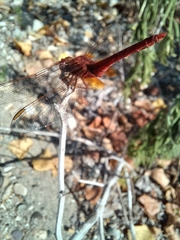 Crocothemis erythraea
