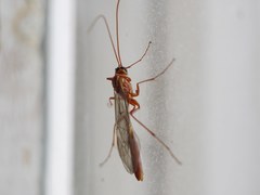 Ichneumonidae