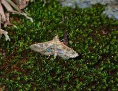 Sameodes